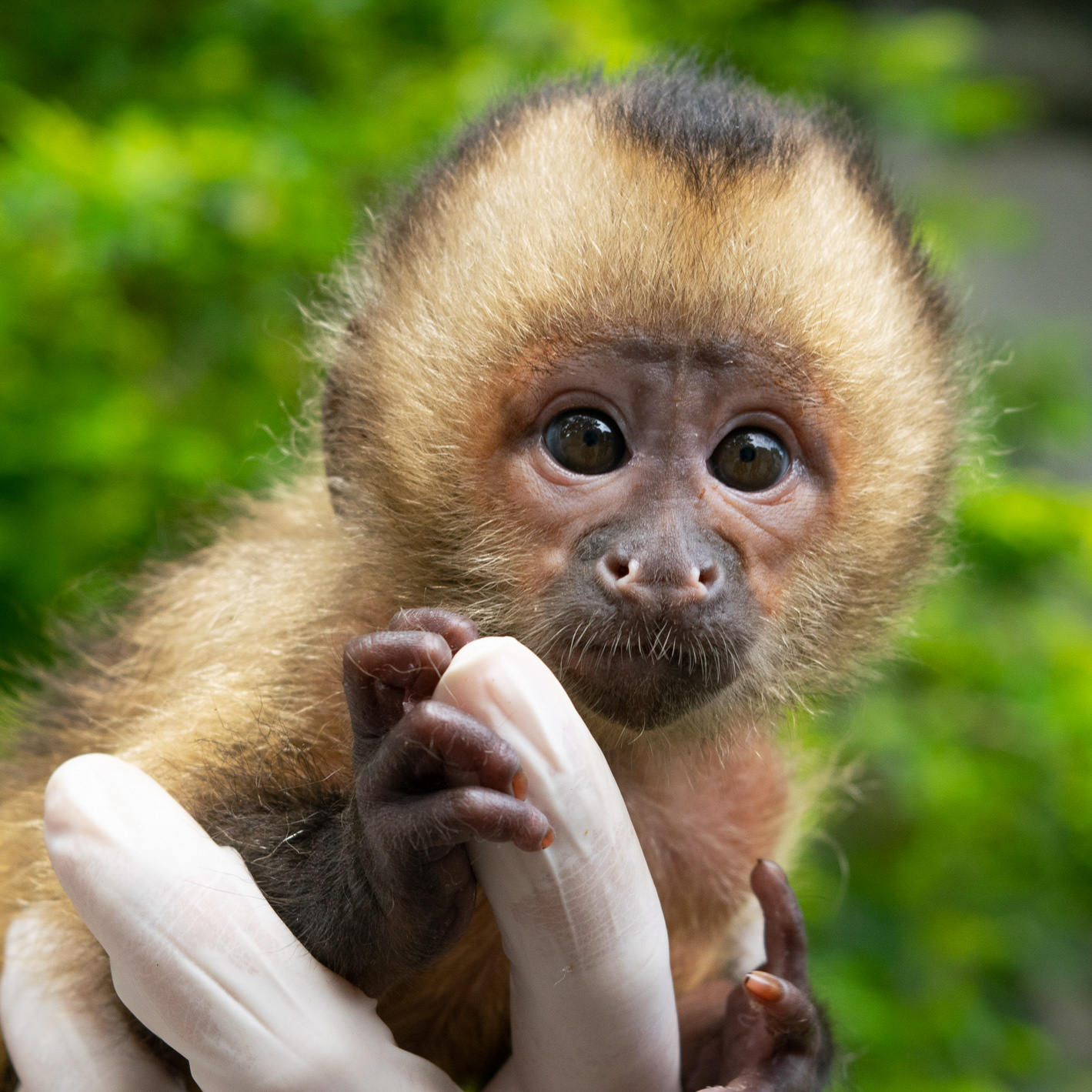 Filhote de macaco-prego foi resgatado pela equipe da PMA – Green Farm