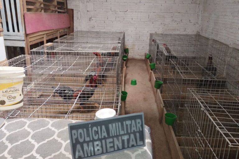 Polícias Civil e Militar fecham rinhas de galos e resgata 170 animais em Campo Grande