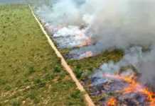 Seminário sobre manejo integrado do fogo antecipa enfrentamento e prevenção a incêndios florestais