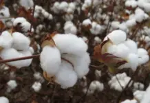 Prazo para cadastro do plantio de algodão na região III do Estado encerra nesta sexta-feira