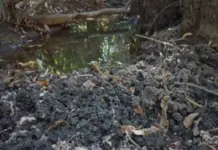 Danos ambientais de javalis em nascentes do Rio Mimoso levam MPE a instaurar procedimento em Bonito