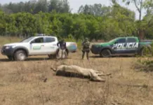 Fazenda é investigada pelo MPE por maus-tratos a bovinos e crimes ambientais em Água Clara