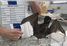 GCZ confirma o terceiro caso de raiva em morcegos no município de Campo Grande