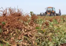 MS consolida cadeia do amendoim com investimento industrial e expansão no campo