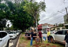 Figueiras cultivadas por 7 anos são plantadas na Avenida Mato Grosso