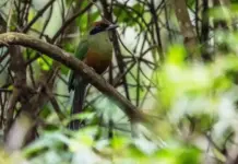 Juruva é instituída ave símbolo da Mata Atlântica em MS e fortalece agenda de conservação e aviturismo