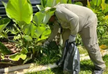 Boletim Epidemiológico: MS registra 3.490 casos confirmados de chikungunya