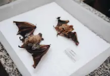 Sesau alerta para vacinação após cinco casos de raiva em morcegos na Capital