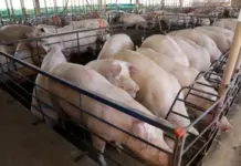 MS consolida avanço da suinocultura com crescimento de 50% e mais de R$ 300 milhões em incentivos