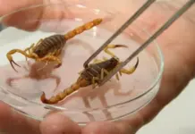 Como evitar acidentes com escorpiões dentro de casa e o que fazer em caso de picada
