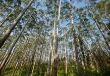 Setor da agropecuária lidera a geração de empregos em Campo Grande