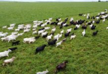 Iagro lembra que é a última semana para declaração obrigatória de rebanho