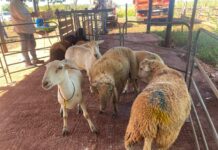 Preparo impulsiona ovinocultura e renda em Campo Grande