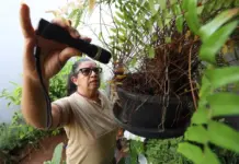Prevenção mora em casa: eliminar criadouros é a medida mais eficaz contra o Aedes aegypti