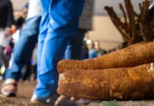 Mandioca mostra força da agricultura familiar durante oficinas na Tecnofam