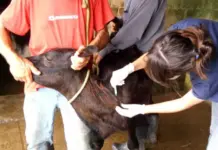 Iagro avisa que prazos para campanha de vacinação de bezerras contra brucelose continuam inalterados
