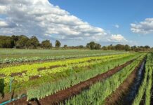 FAC define ações para fortalecer a CoopUrb e ampliar agricultura urbana