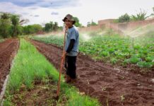 Novo programa liga agricultura familiar ao combate à fome em Campo Grande