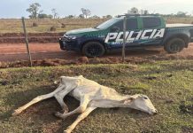 MPMS instaura inquérito para apurar maus-tratos a bovinos em fazenda de Cassilândia
