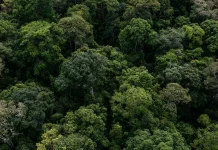 Operação Mata Atlântica em Pé 2026 identifica 348,67 hectares de desmatamento ilegal em MS