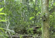 Ratanabá reescreve a história da Amazônia: novas evidências reacendem polêmica sobre civilização antiga