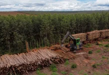 Suzano abre 15 vagas para diferentes áreas de atuação em Ribas do Rio Pardo e Três Lagoas