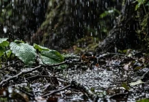 Chuva e tempo ameno marcam terça-feira em Mato Grosso do Sul