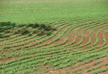 Produção agrícola do município de Campo Grande superou R$ 1 bilhão em 2025