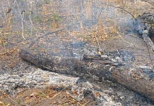 MPMS apura queimada ilegal de mais de 2 mil hectares em Aquidauana