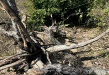 MPMS investiga desmatamento de mais de 750 hectares no Pantanal de Corumbá
